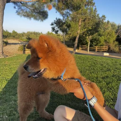 Chow chow  3