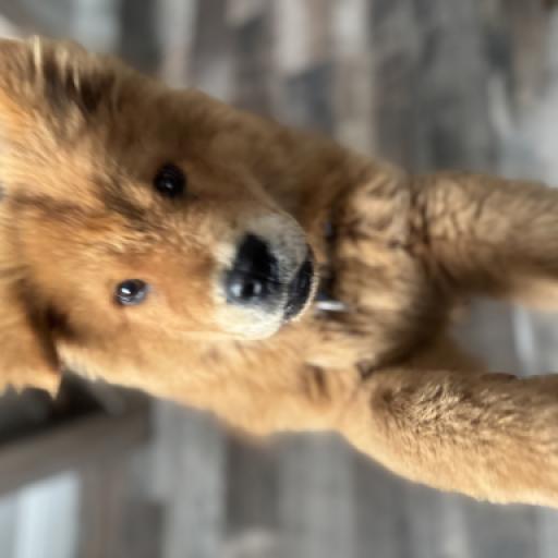 Chow chow  4