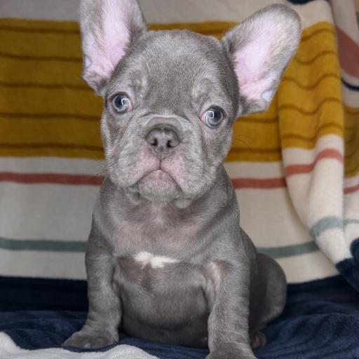 Beau