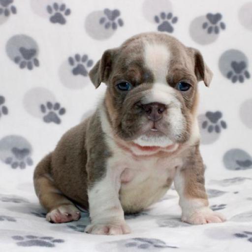 Gracie