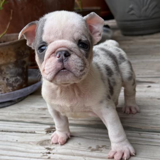 Dixie
