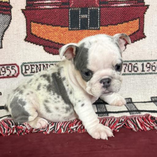 Dixie